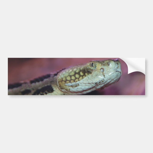 Creepy Snake Bildekal (Framsidan)