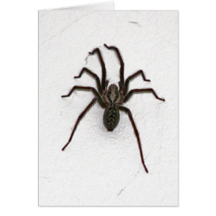 Creepy Spider Hälsningskort