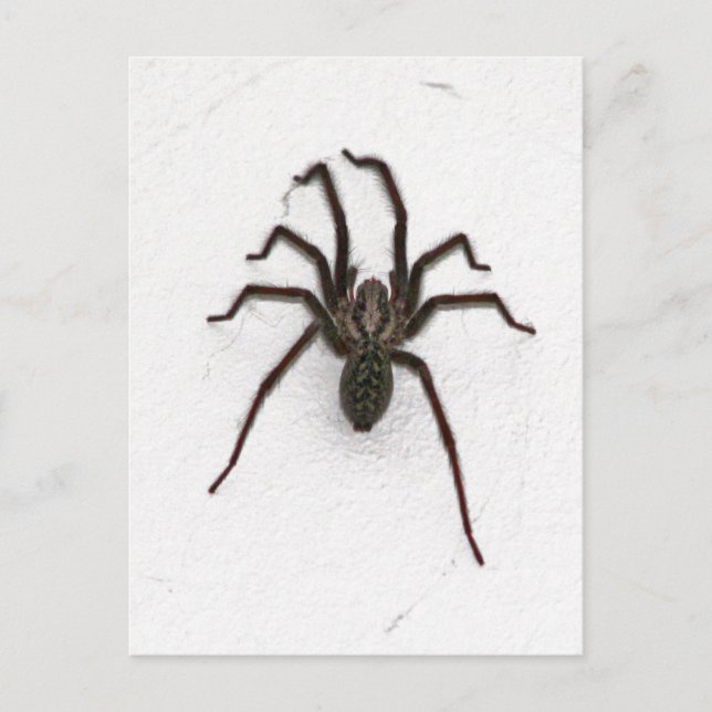 Creepy Spider Vykort (Framsida)