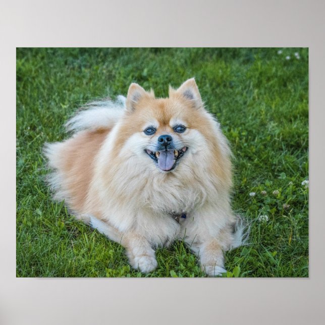 Crème Sable Pomeranian Hund i gräset Poster (Framsidan)
