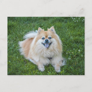 Crème Sable Pomeranian Hund Vykort