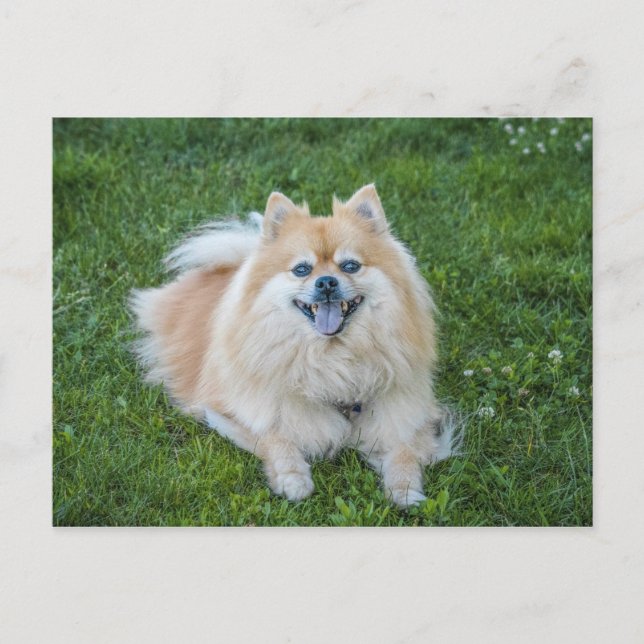 Crème Sable Pomeranian Hund Vykort (Framsida)