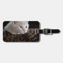 Crèmefärgad kattunge med vackra blå ögon bagagebricka