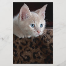 Crèmefärgad kattunge med vackra blå ögon