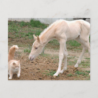 Cremello Assions Vykort