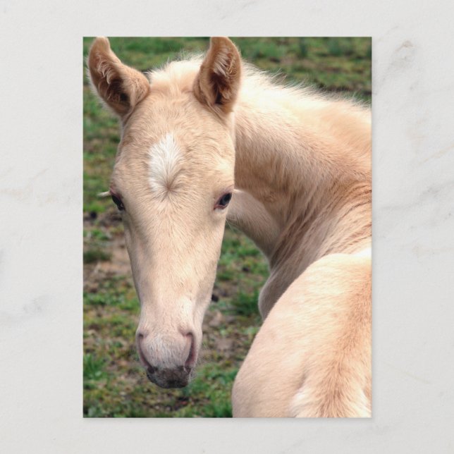 Cremello Walking Horse Vykort (Framsida)