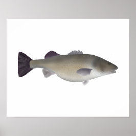 Creole Abborre Poster