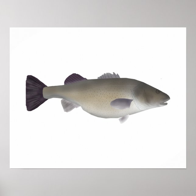 Creole Abborre Poster (Framsidan)