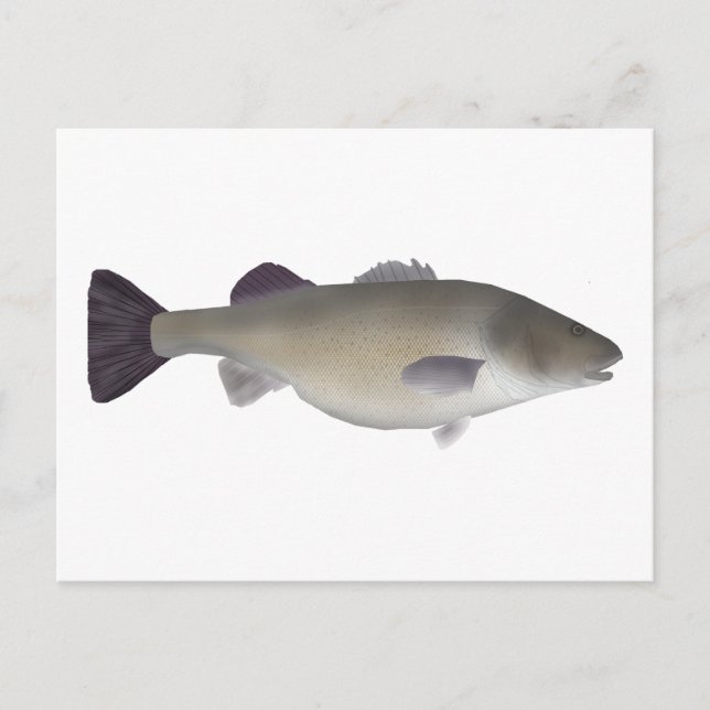 Creole Abborre Vykort (Framsida)