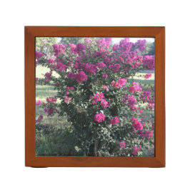Crepe Myrtle