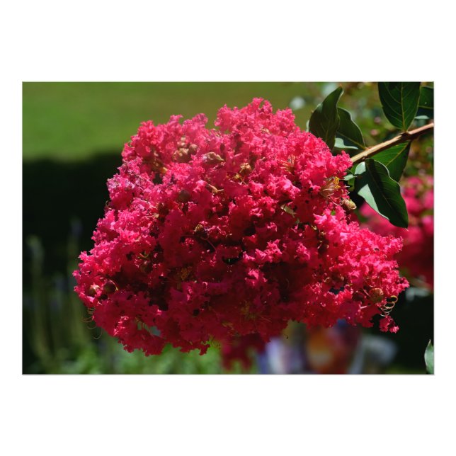 Crepe Myrtle-blomman Fototryck (Framsidan)