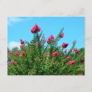 Crepe Myrtle Flowers Vykort