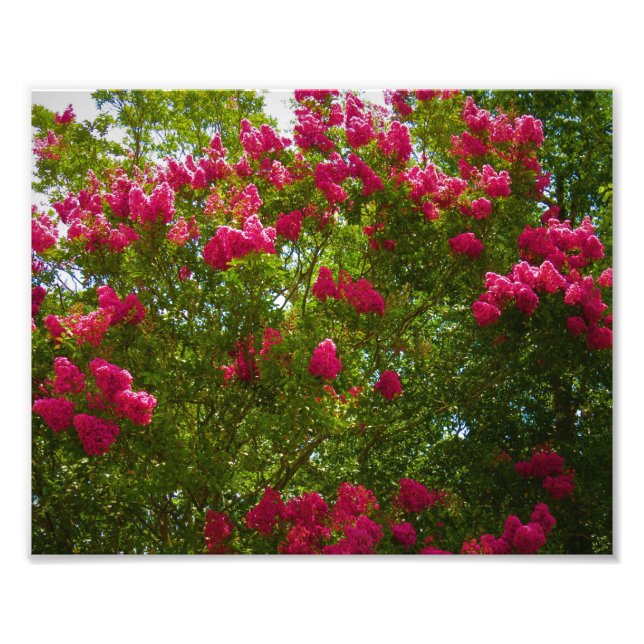 Crepe Myrtle Fototryck (Framsidan)