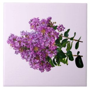 Crepe Myrtle Kakelplatta