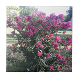 Crepe Myrtle Kakelplatta