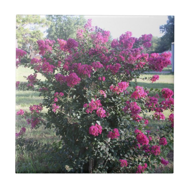 Crepe Myrtle Kakelplatta (Framsidan)