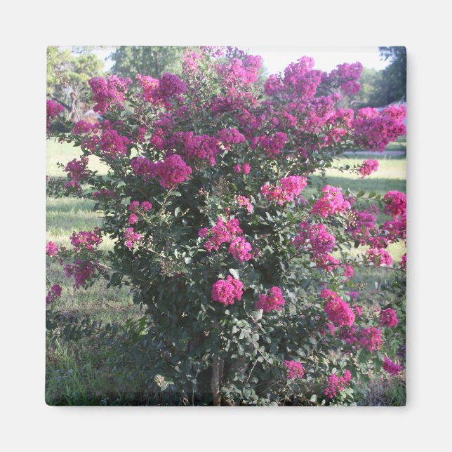 Crepe Myrtle Magnet (Framsidan)