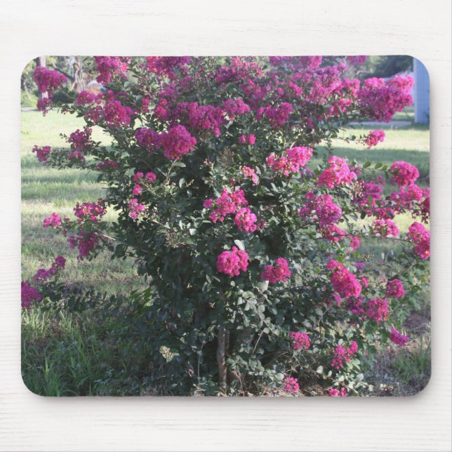 Crepe Myrtle Musmatta (Framsidan)