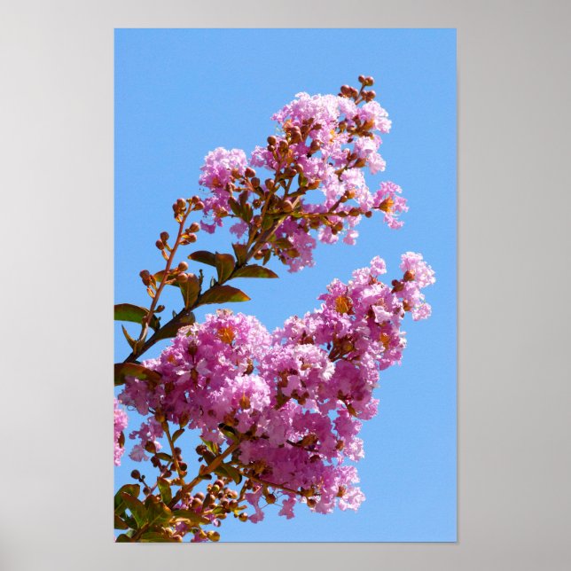 Crepe myrtle poster (Framsidan)