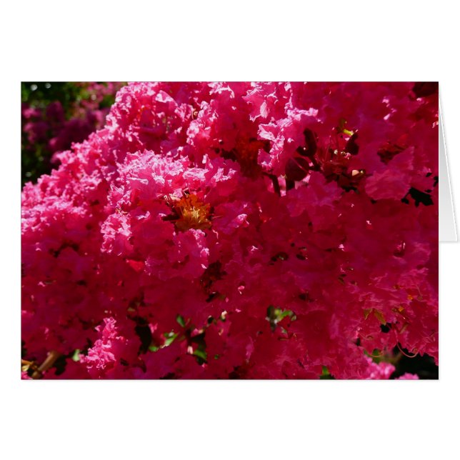 Crepe Myrtle Träd Magenta Blommigt Hälsningskort (Framsidan Horizontal)