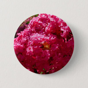 Crepe Myrtle Träd Magenta Blommigt Knapp