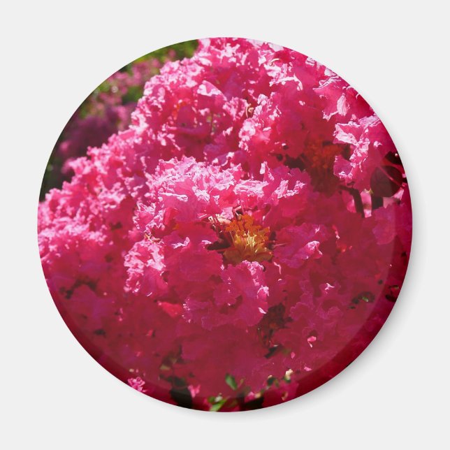 Crepe Myrtle Träd Magenta Blommigt Magnet (Framsidan)