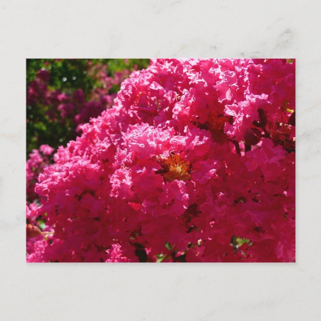 Crepe Myrtle Träd Magenta Blommigt Vykort (Framsida)