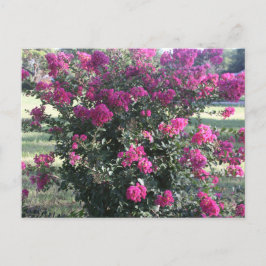 Crepe Myrtle Vykort