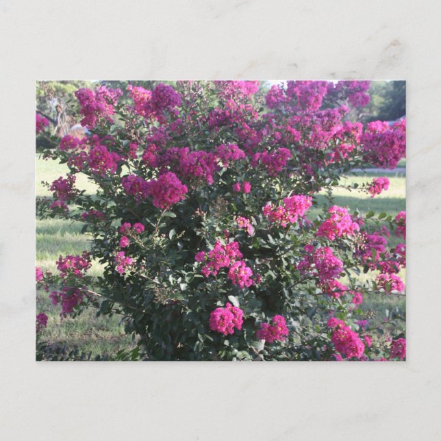 Crepe Myrtle Vykort (Framsida)