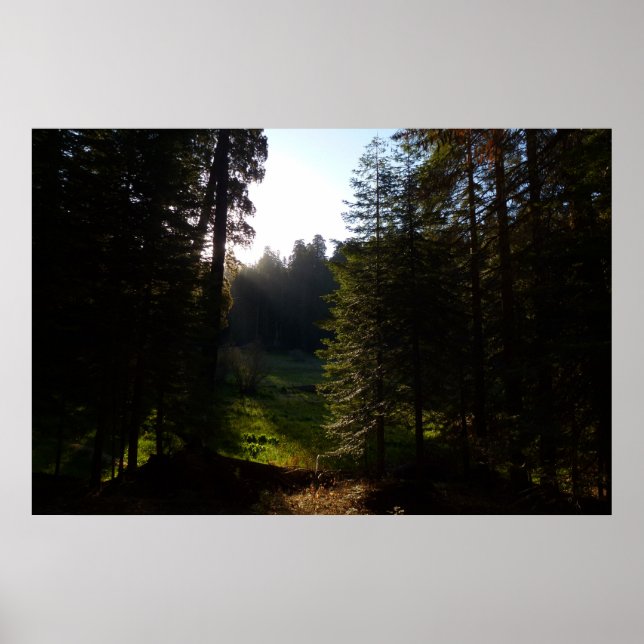 Crescent Meadow Morgon i Sequoias nationalpark Poster (Framsidan)