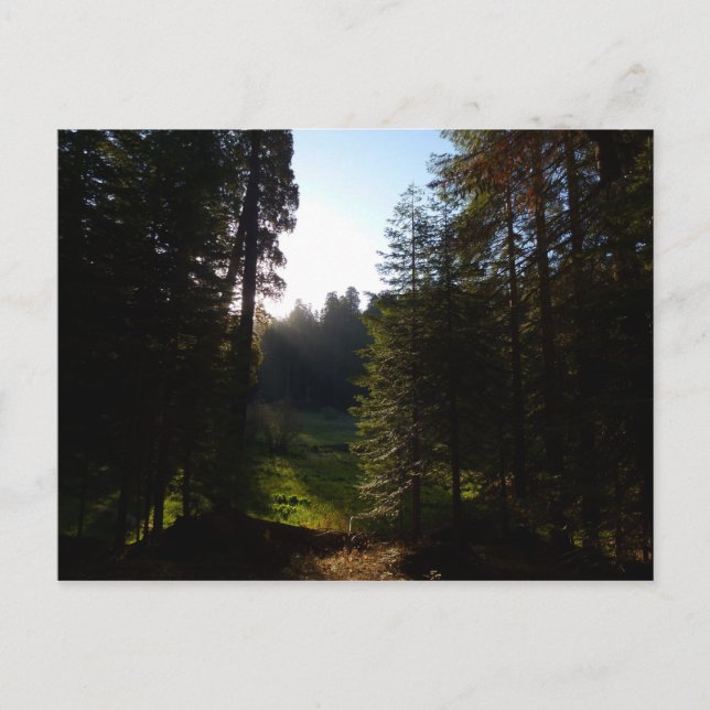 Crescent Meadow Morgon i Sequoias nationalpark Vykort (Framsida)