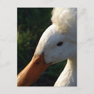 Crested Anka Vykort