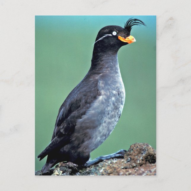 Crested Auklet, Kiska Island, Alaska Vykort (Framsida)