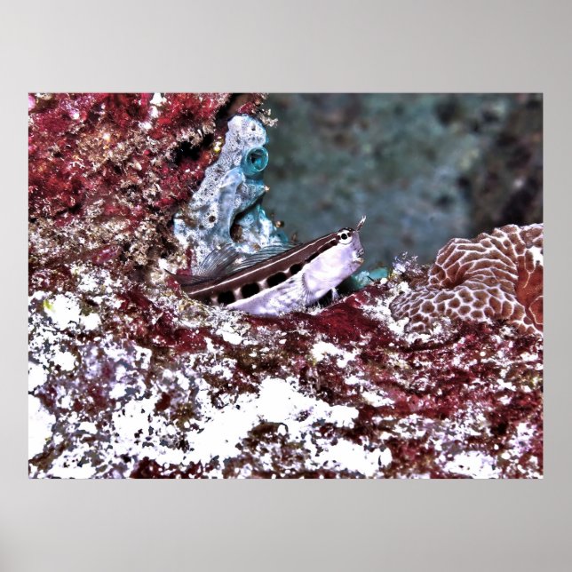 Crested Blenny Poster (Framsidan)