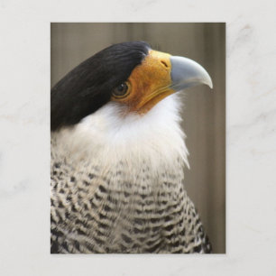 Crested Caracara Bird Photo Vykort