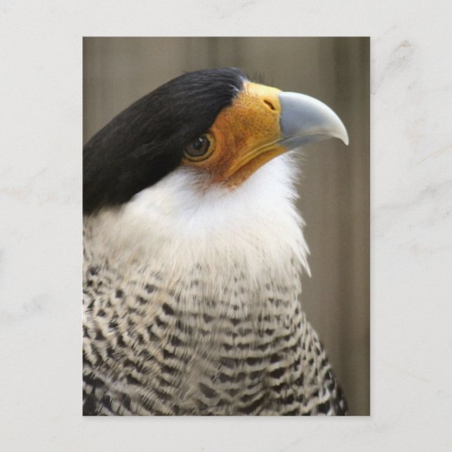 Crested Caracara Bird Photo Vykort (Framsida)