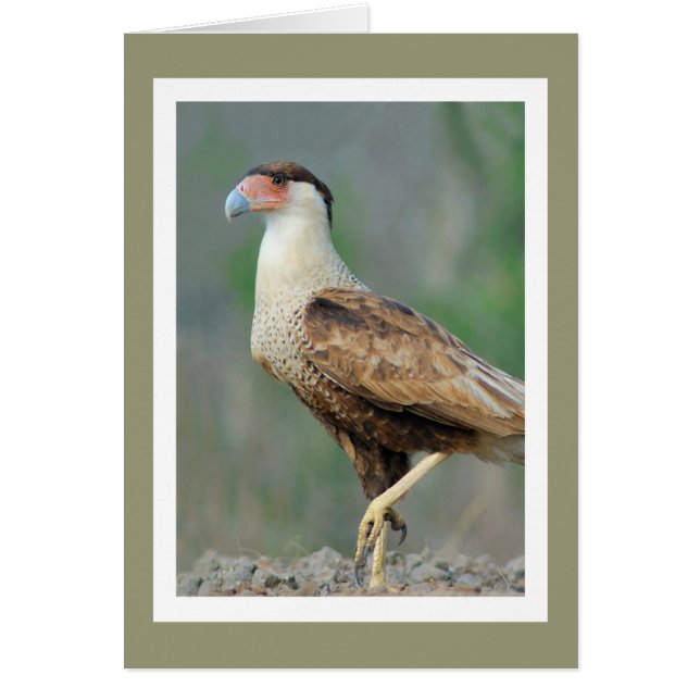 Crested Caracara Hälsningskort (Framsidan)