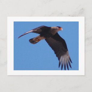 Crested Caracara Vykort