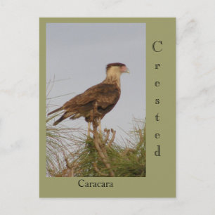 Crested Caracara Vykort