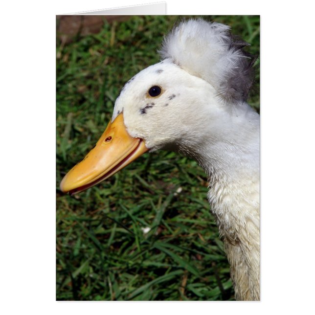 Crested Drake Hälsningskort (Framsidan)