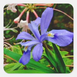 Crested Dwarf Iris Fyrkantigt Klistermärke