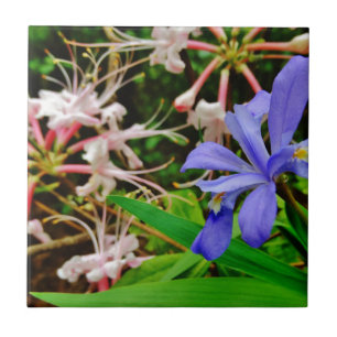 Crested Dwarf Iris Kakelplatta