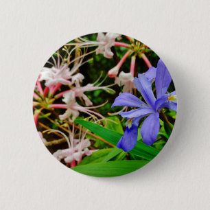 Crested Dwarf Iris Knapp