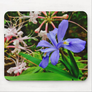 Crested Dwarf Iris Musmatta