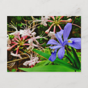 Crested Dwarf Iris Vykort