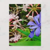 Crested Dwarf Iris