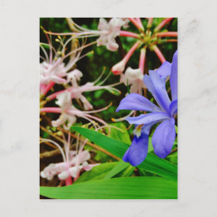 Crested Dwarf Iris Vykort