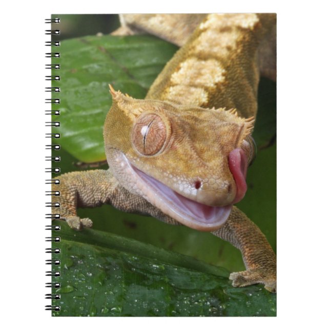Crested Gecko Anteckningsbok (Framsidan)