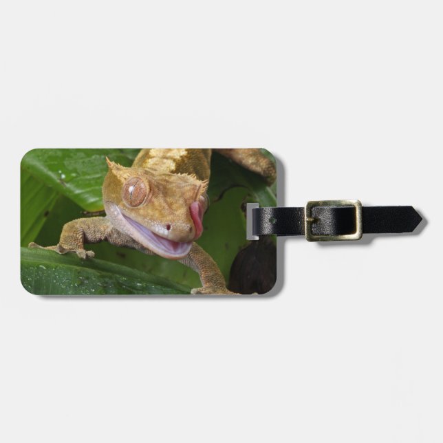 Crested Gecko Bagagebricka (Horisontell Framsida)