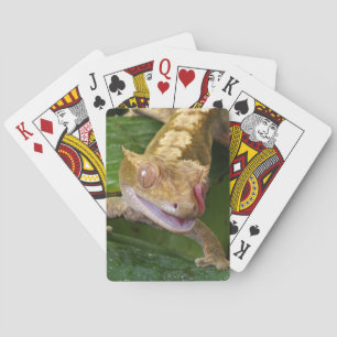 Crested Gecko Casinokort